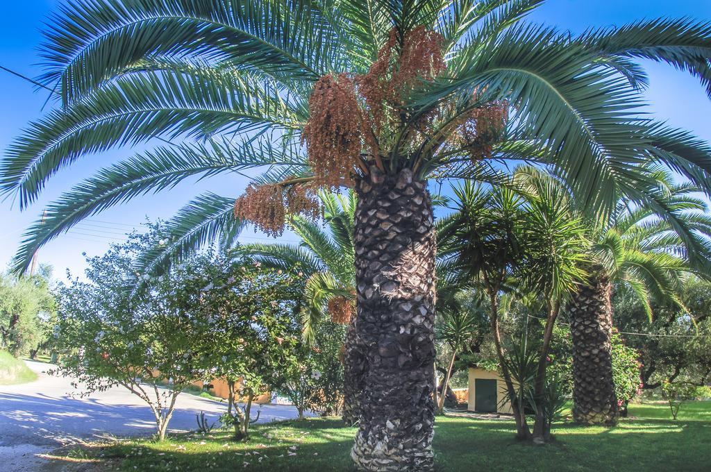 Olive Grove Apts Lithakia  Habitación foto
